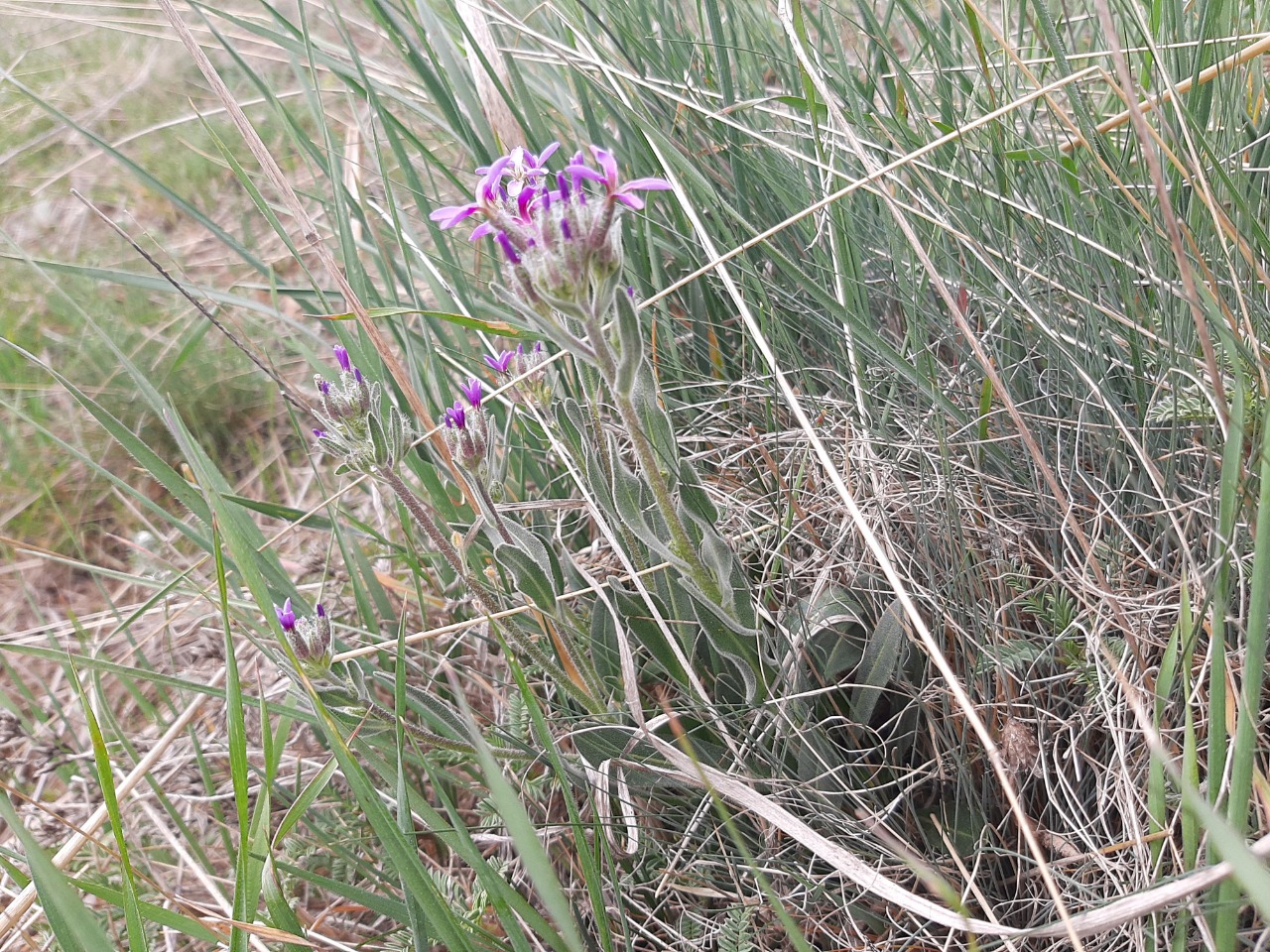 Hesperis bicuspidata