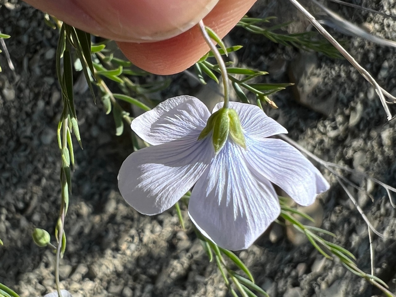 Linum obtusatum