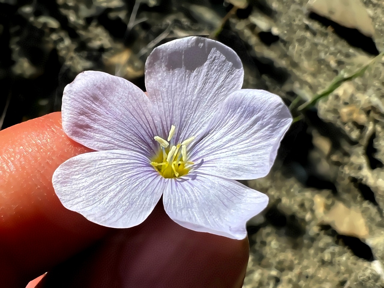 Linum obtusatum