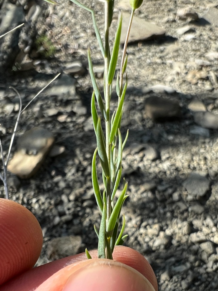 Linum obtusatum