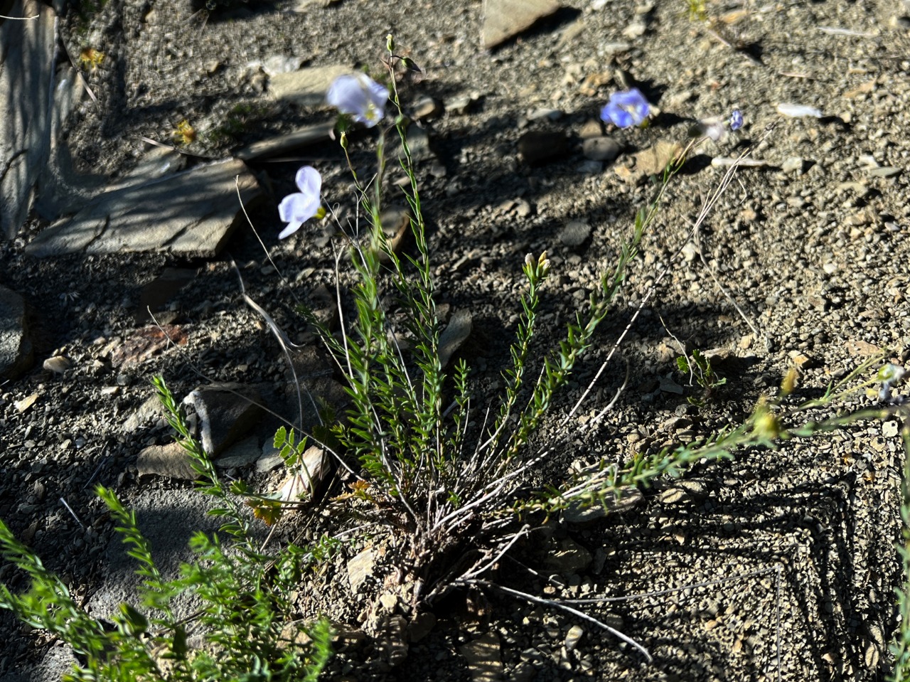 Linum obtusatum