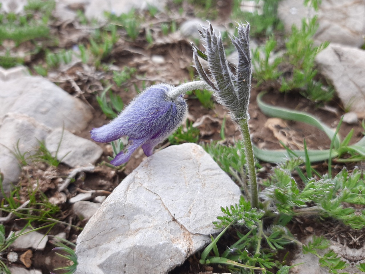Pulsatilla violacea subsp. armena
