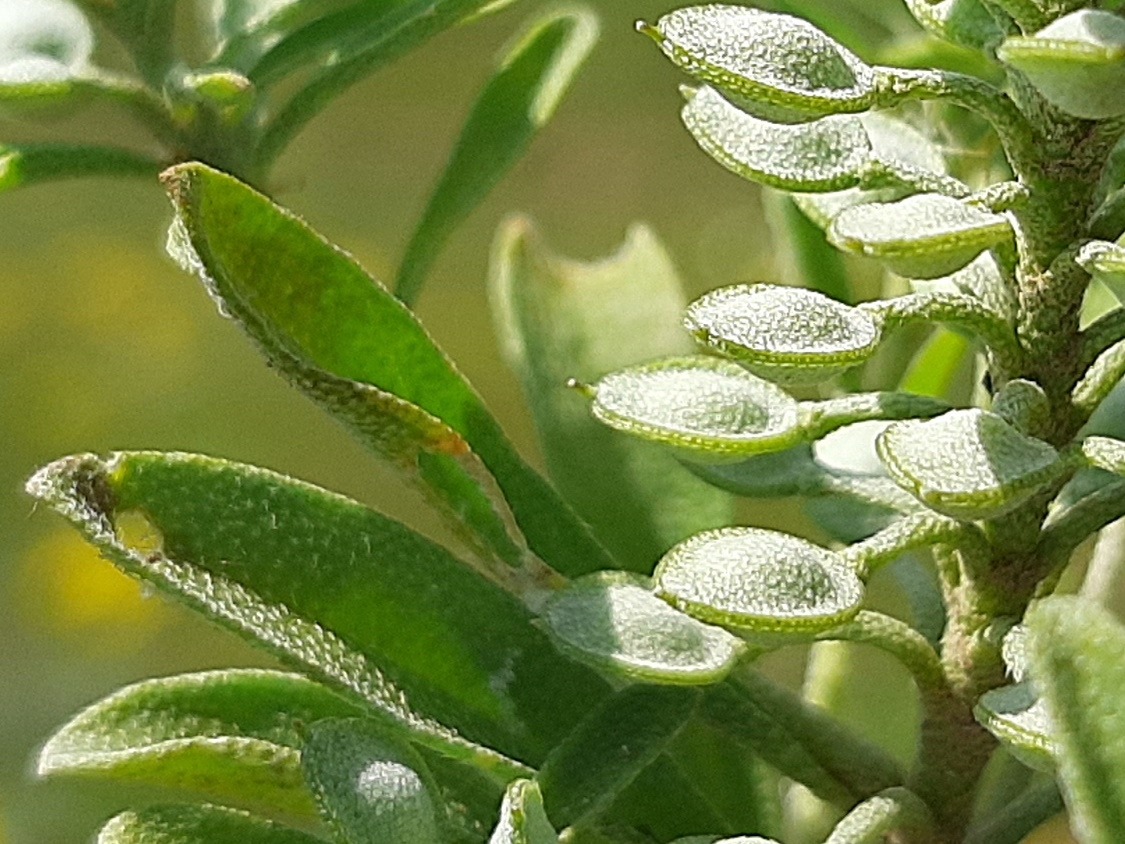 Alyssum szovitsianum