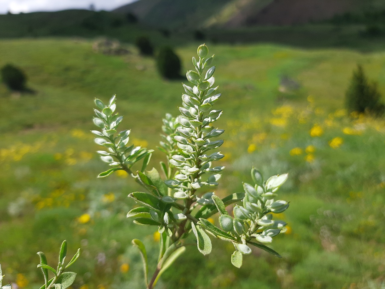 Alyssum szovitsianum