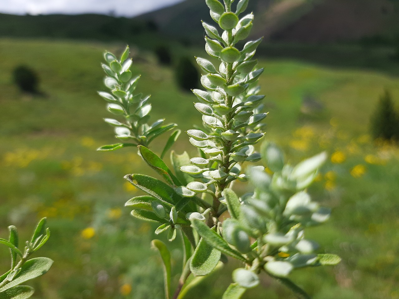 Alyssum szovitsianum