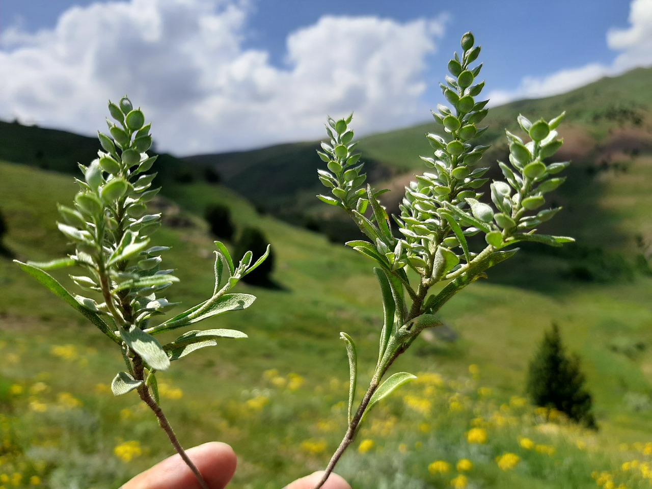 Alyssum szovitsianum