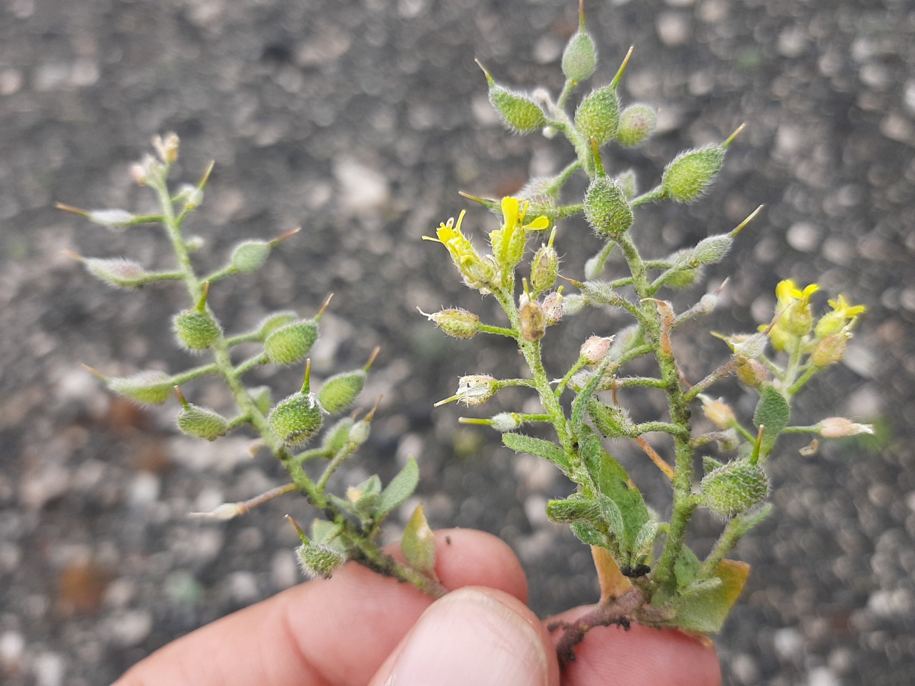 Alyssum xanthocarpum