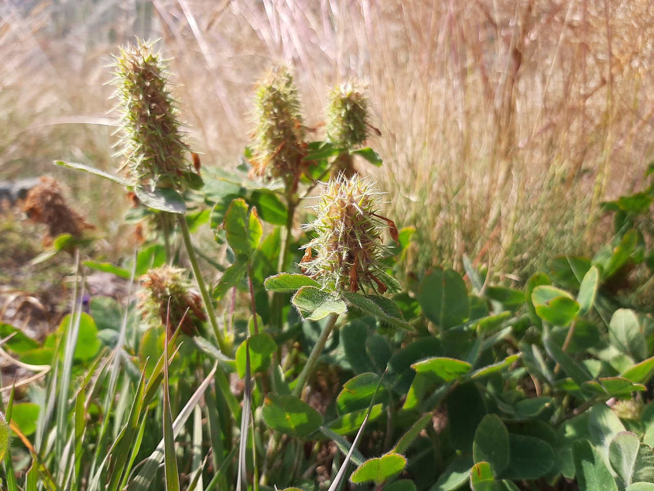 Trifolium ochroleucum
