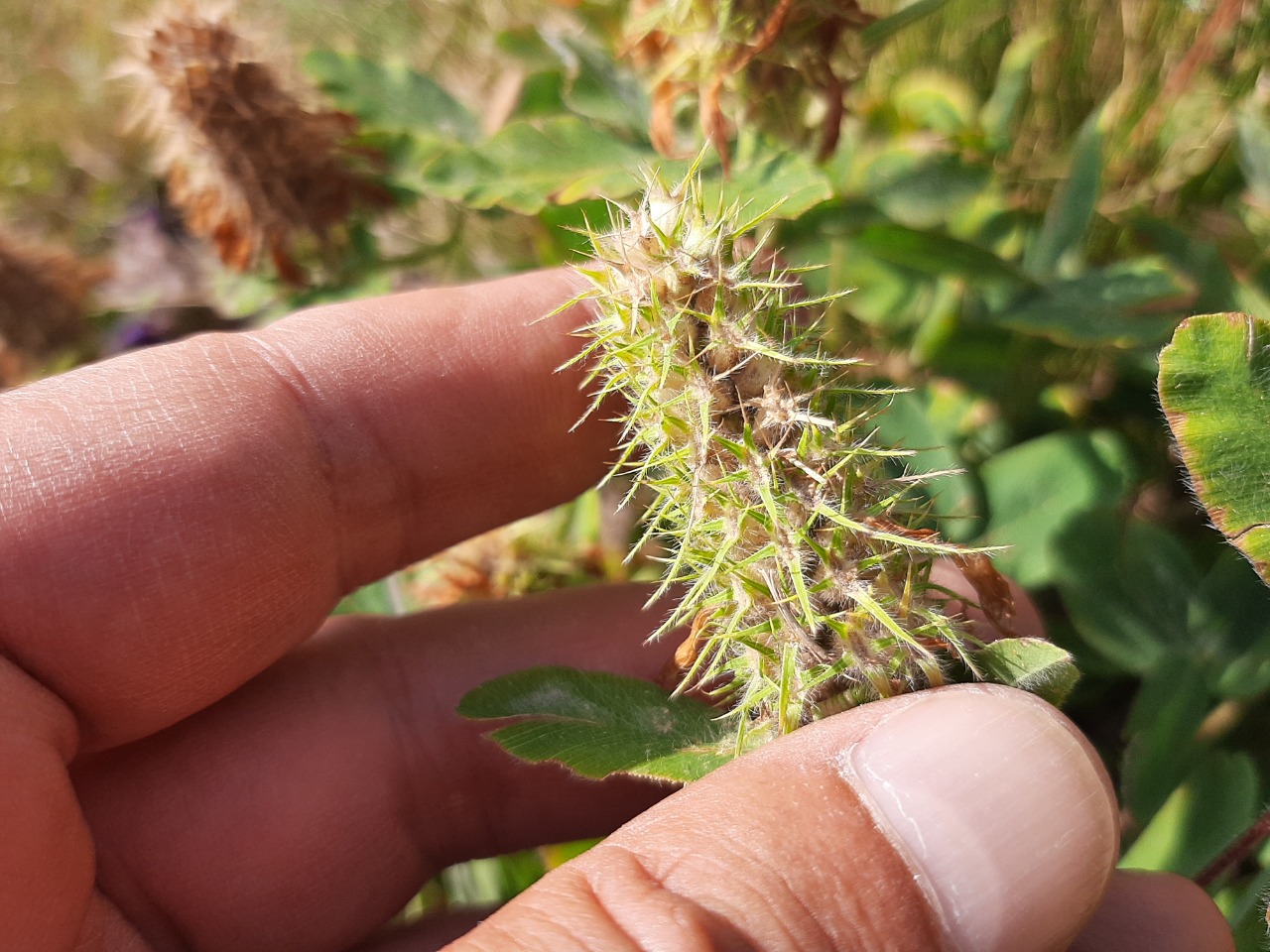 Trifolium ochroleucum