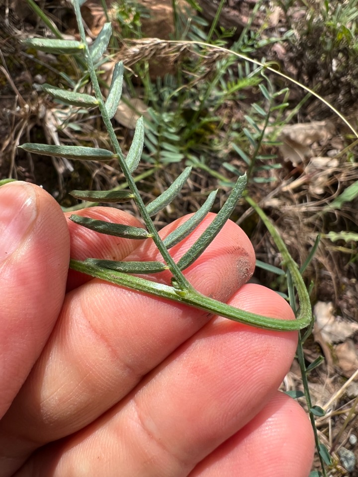 Vicia anatolica