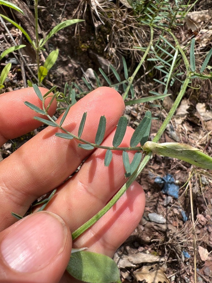 Vicia anatolica