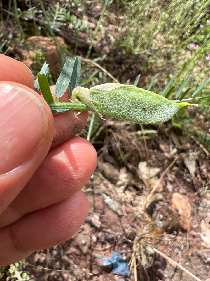 Vicia anatolica