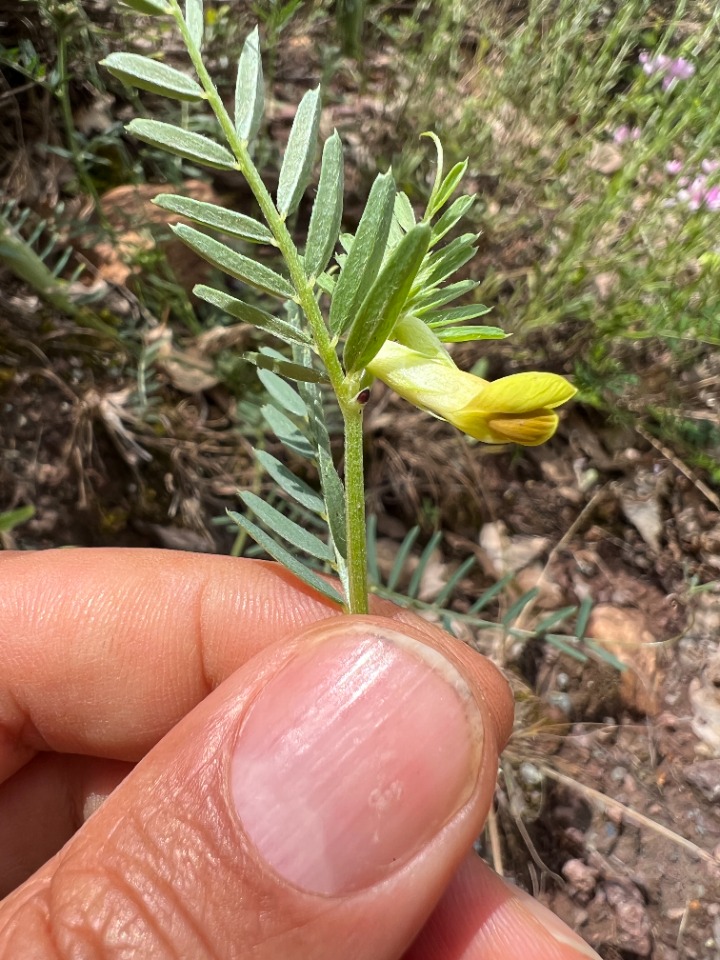 Vicia anatolica