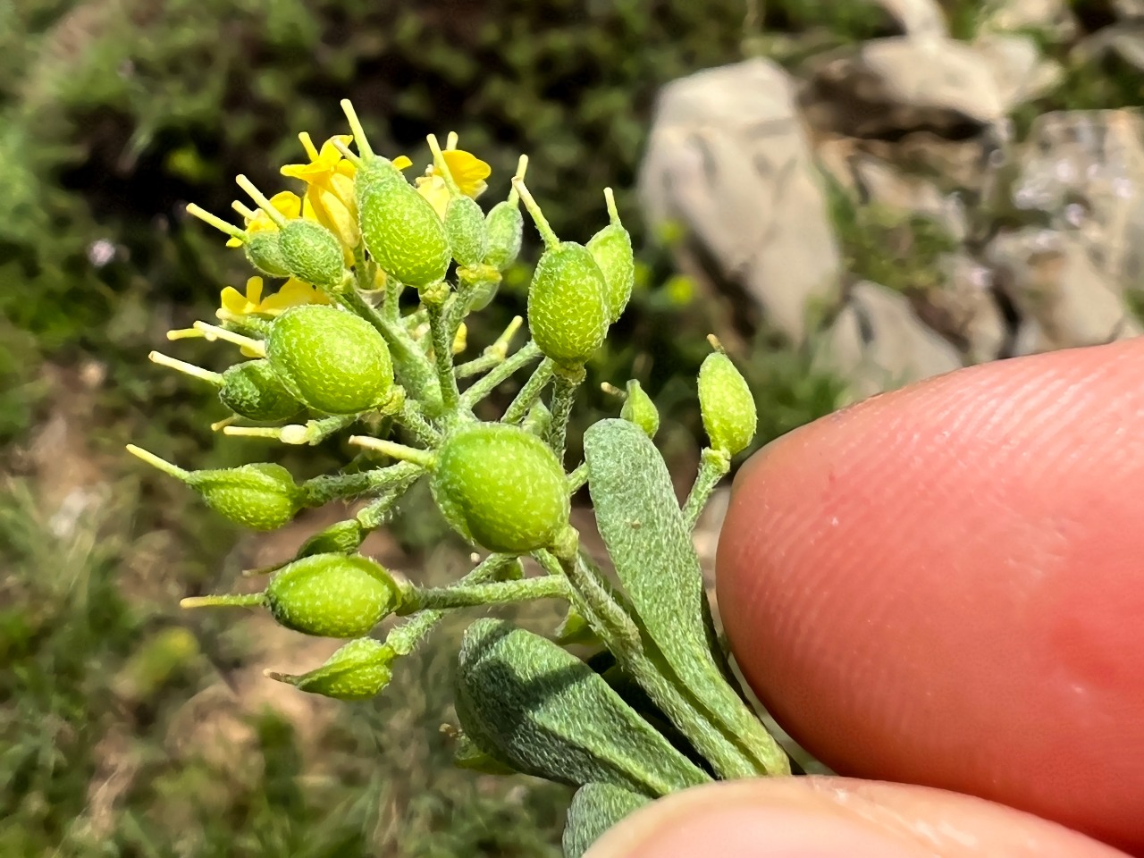 Alyssum praecox