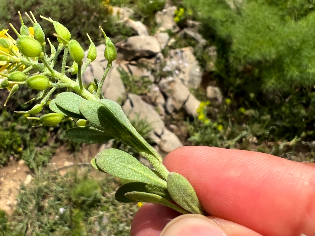 Alyssum praecox