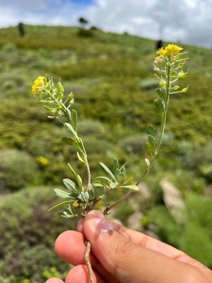 Alyssum praecox