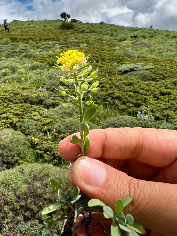 Alyssum praecox