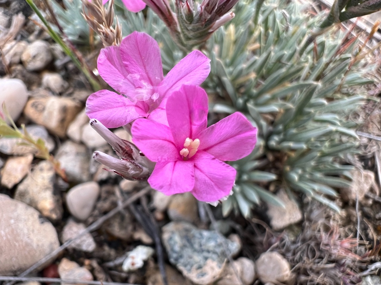 Acantholimon venustum