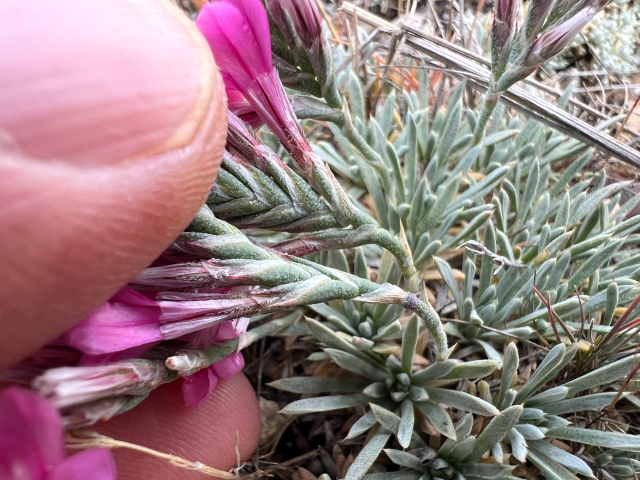 Acantholimon venustum