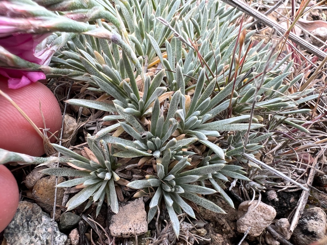 Acantholimon venustum