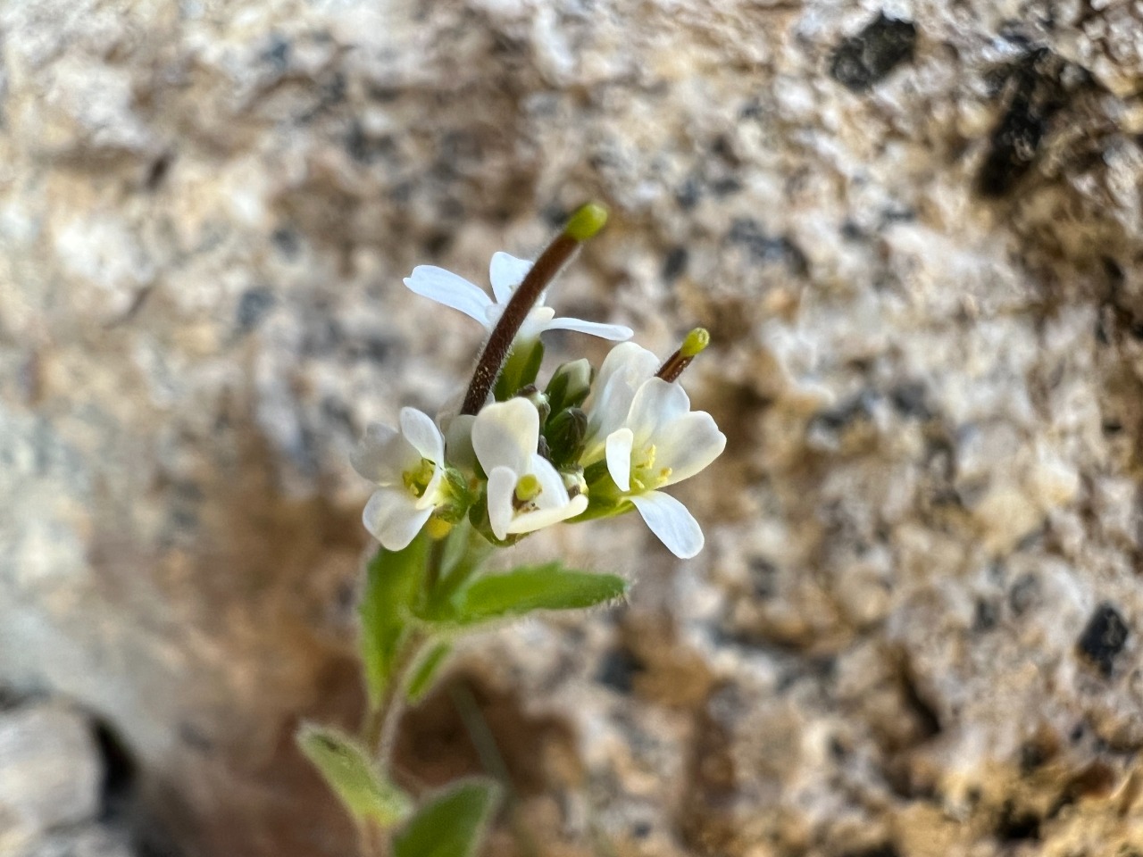 Arabis nova