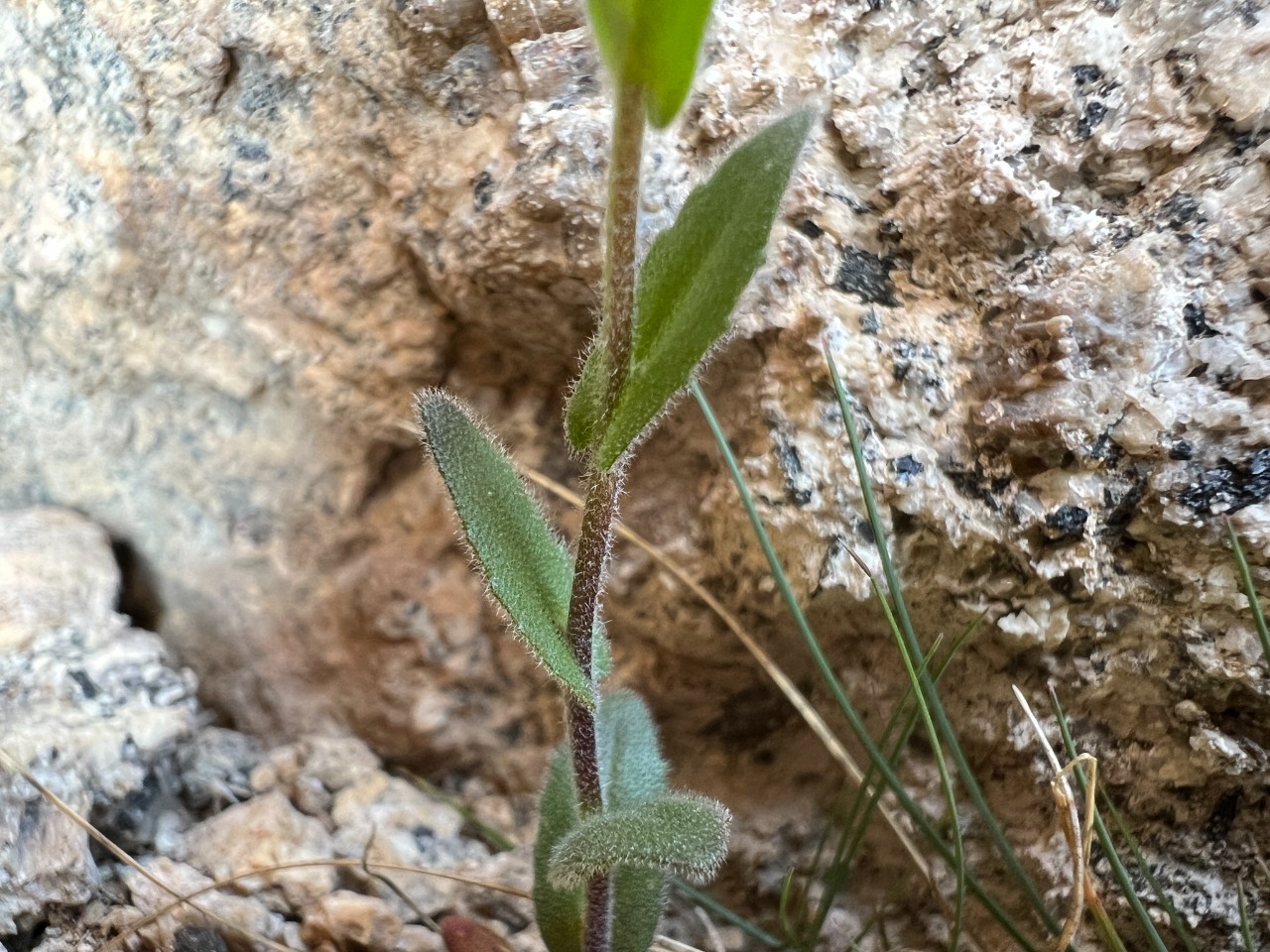 Arabis nova