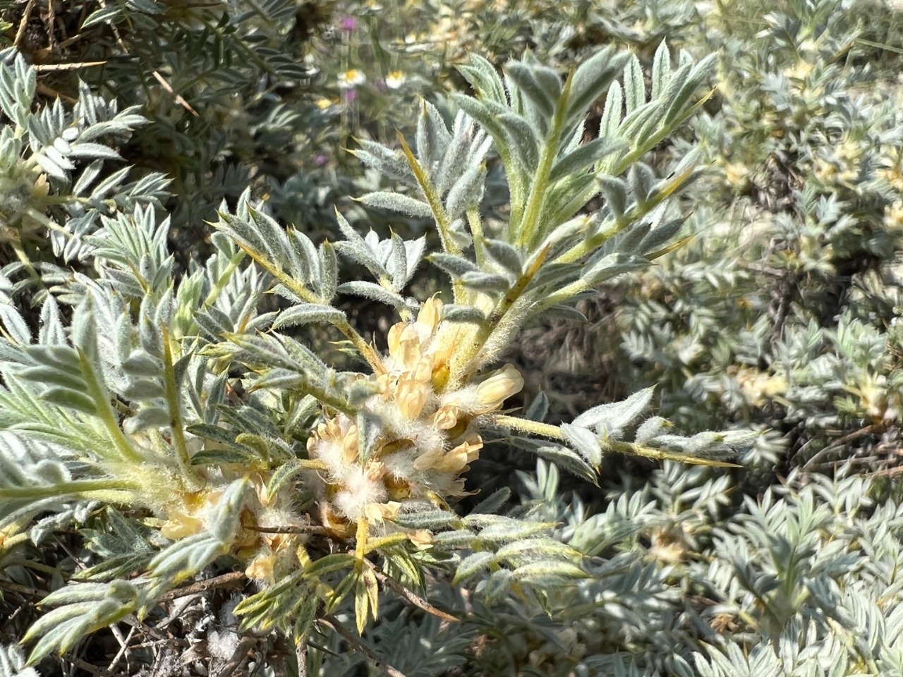 Astragalus microcephalus