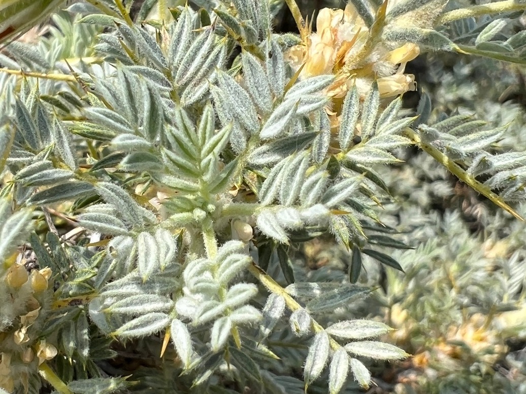 Astragalus microcephalus