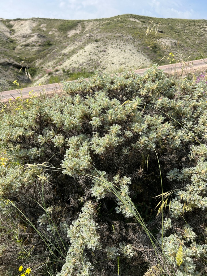 Astragalus microcephalus