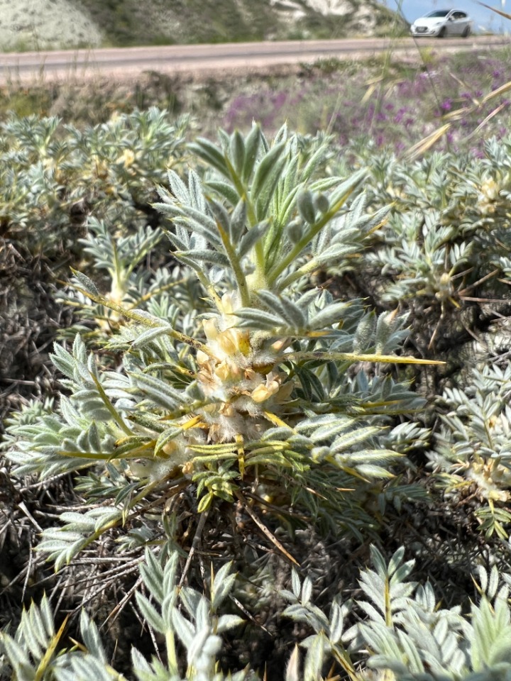 Astragalus microcephalus