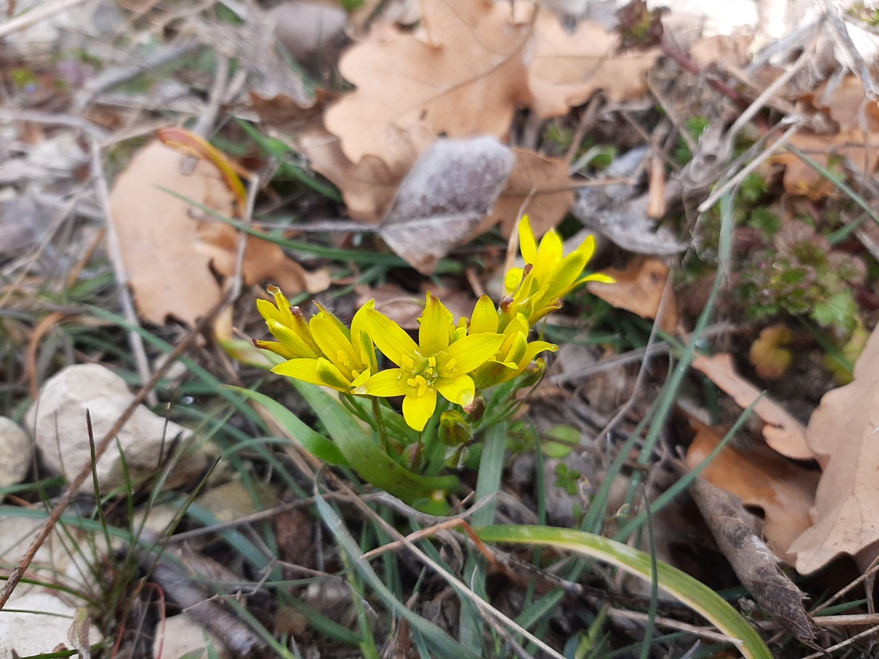 Gagea villosa