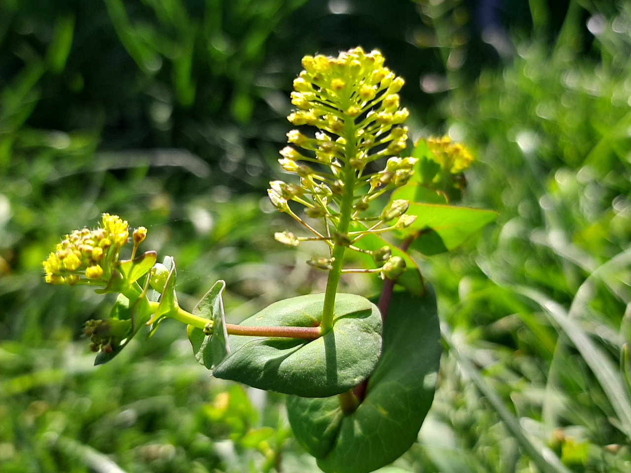 Lepidium perfoliatum