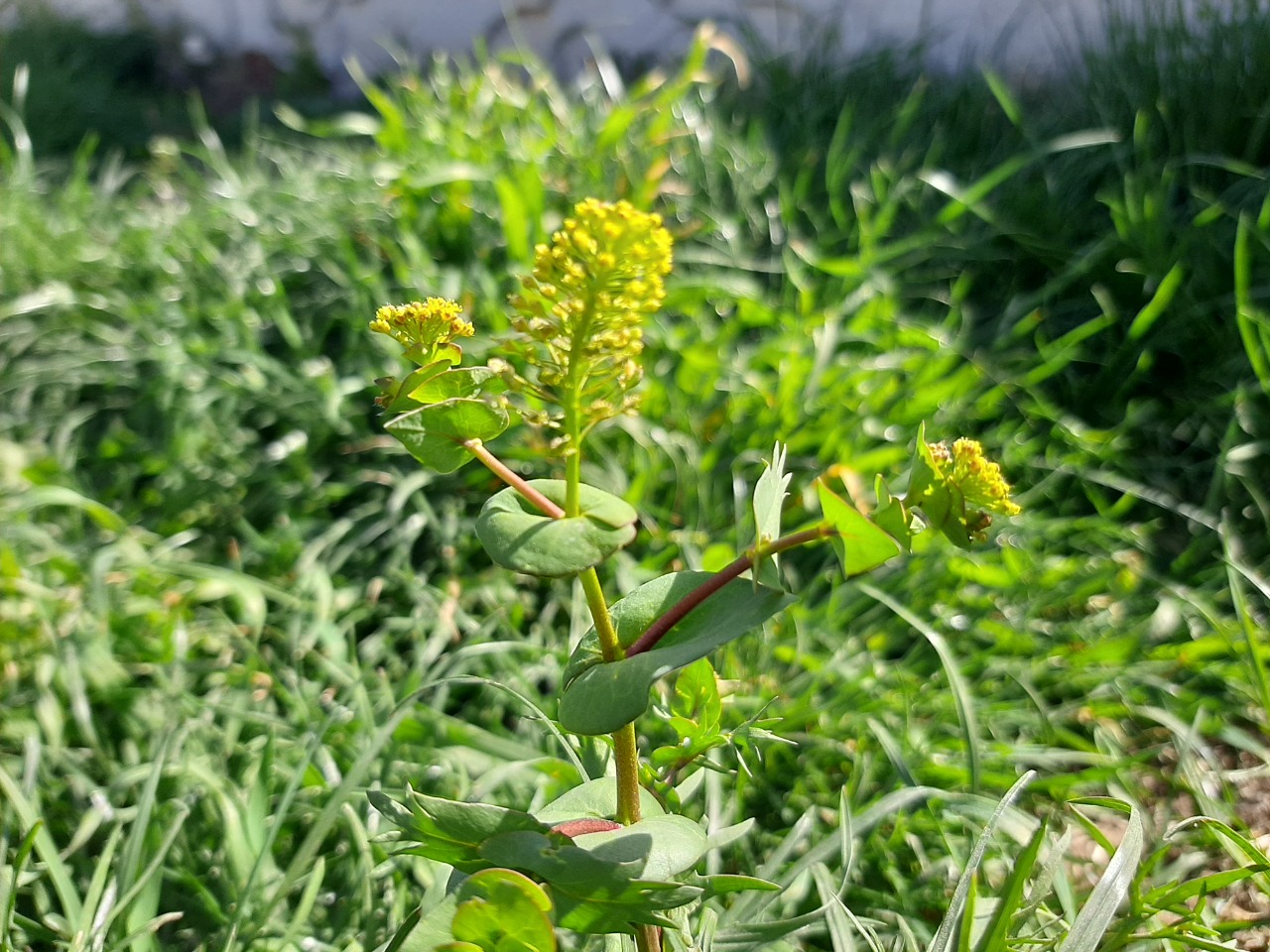 Lepidium perfoliatum