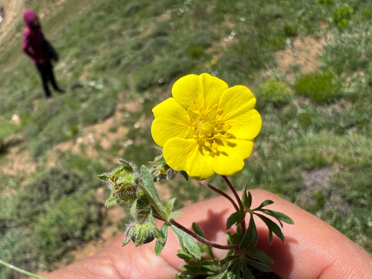 Potentilla geranioides