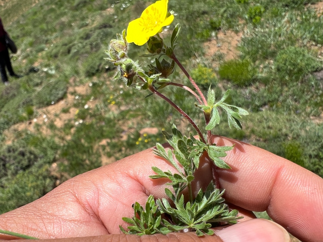 Potentilla geranioides