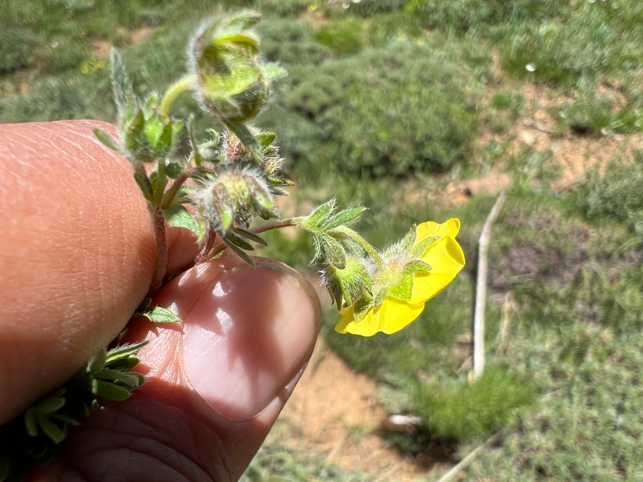 Potentilla geranioides