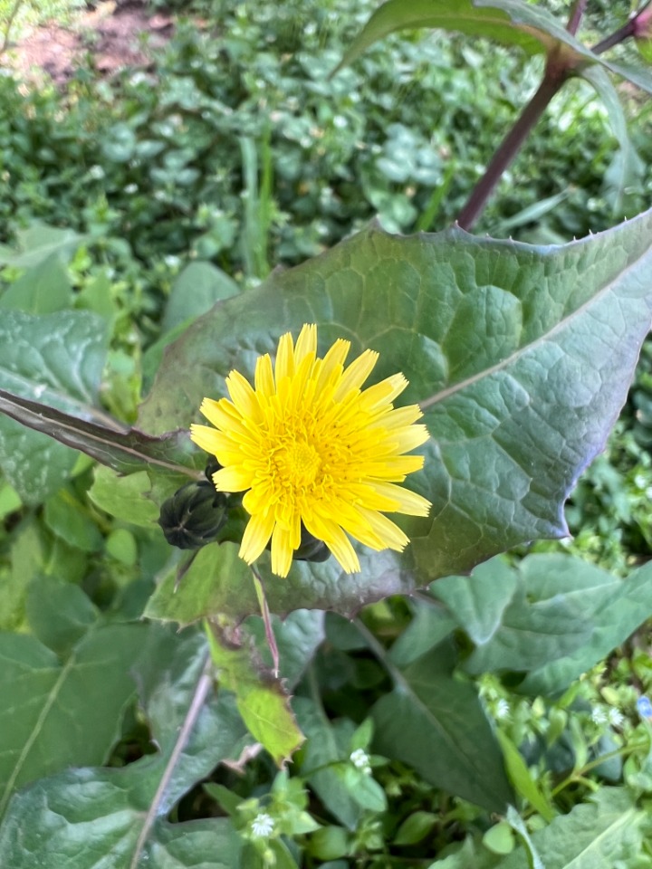 Sonchus oleraceus