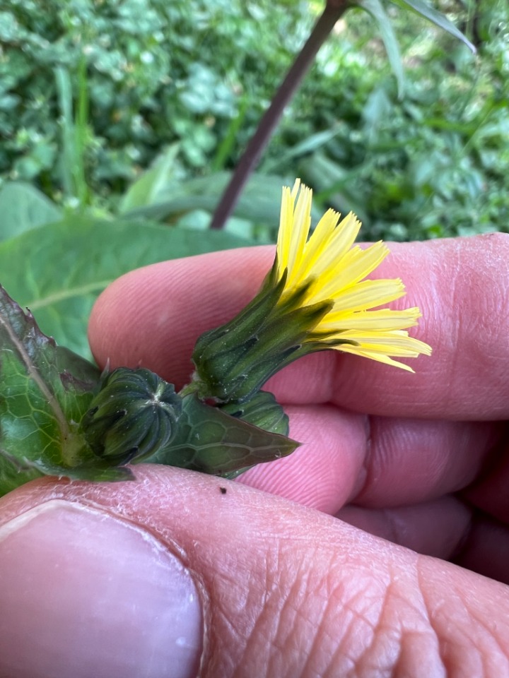 Sonchus oleraceus