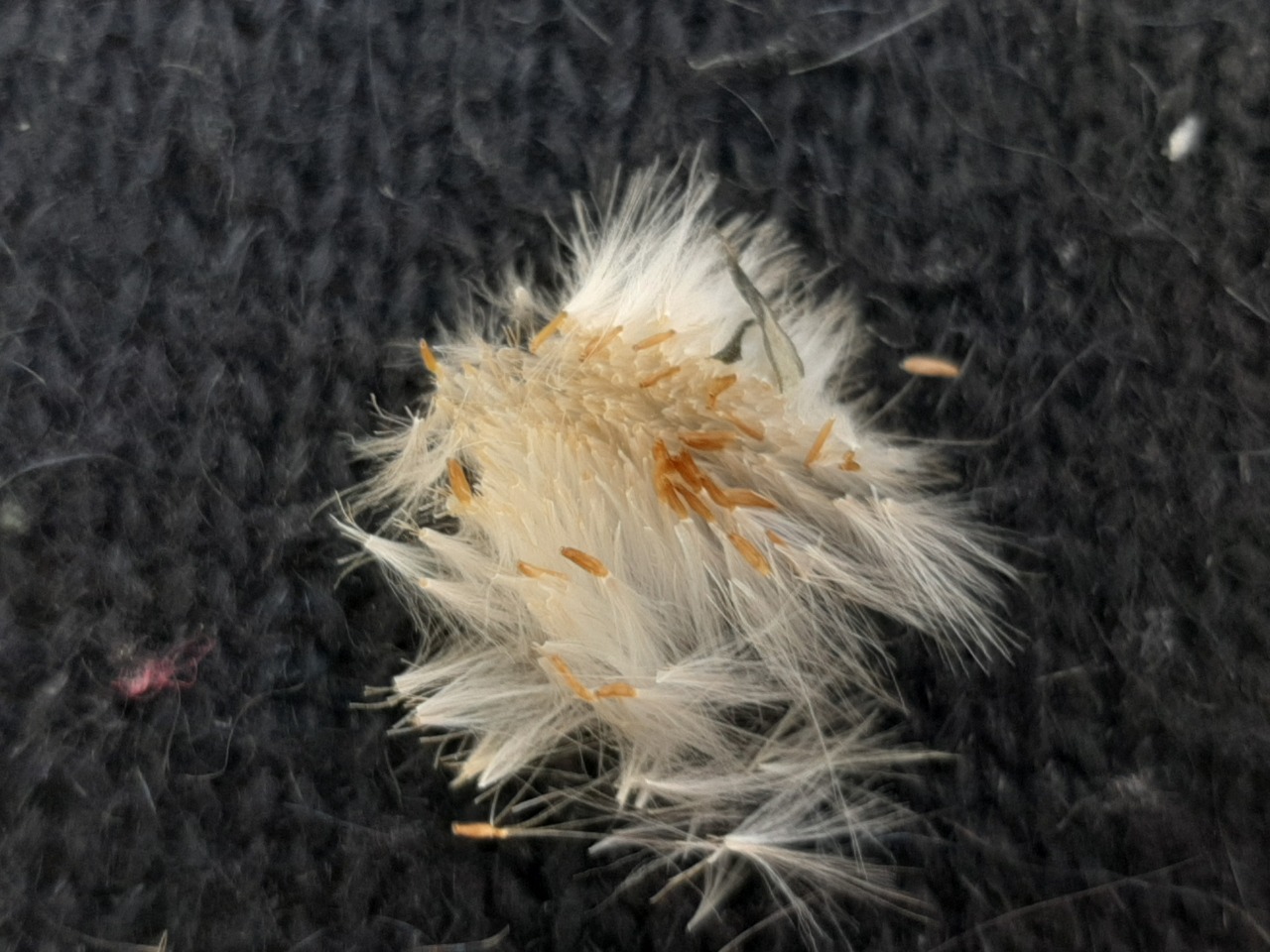 Sonchus oleraceus