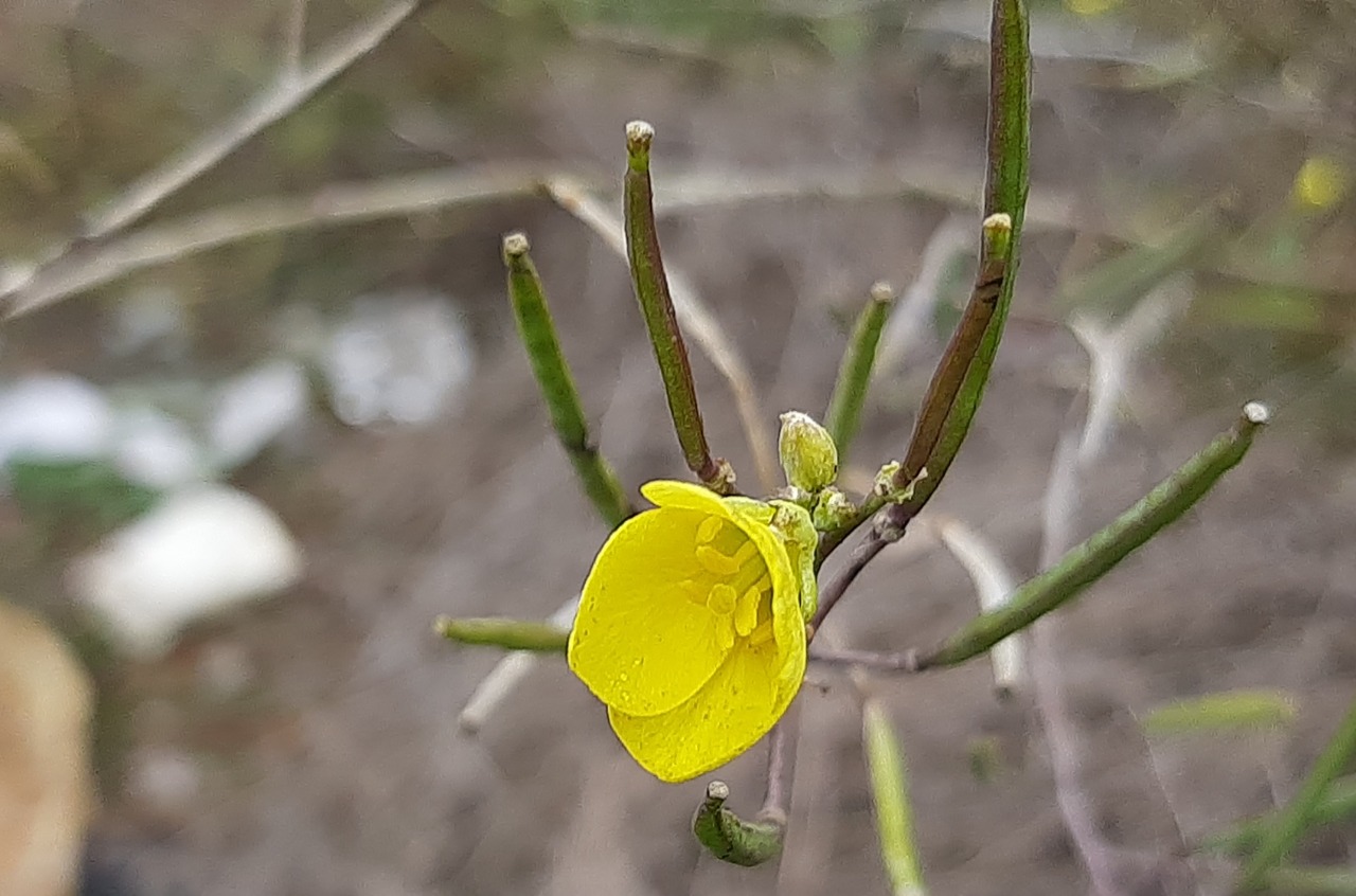 Diplotaxis tenuifolia