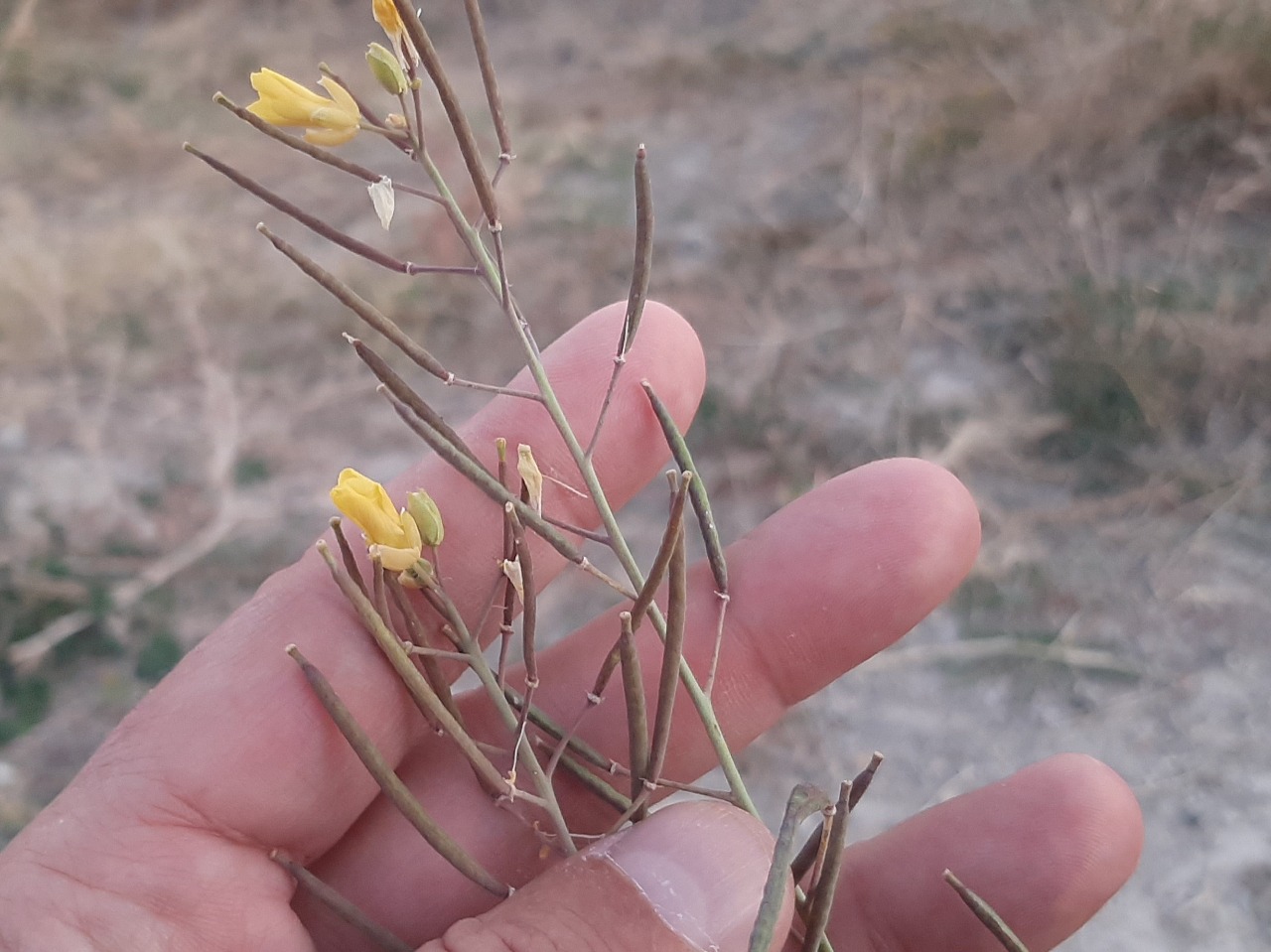 Diplotaxis tenuifolia