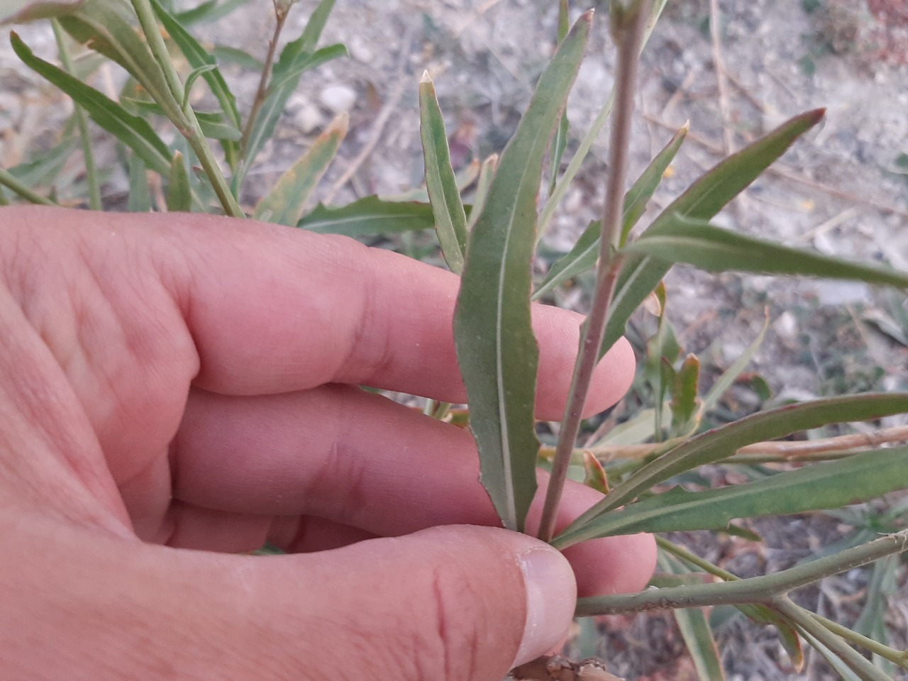 Diplotaxis tenuifolia