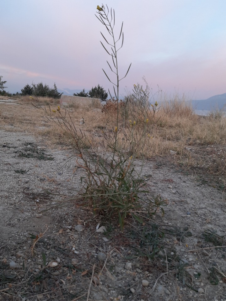 Diplotaxis tenuifolia