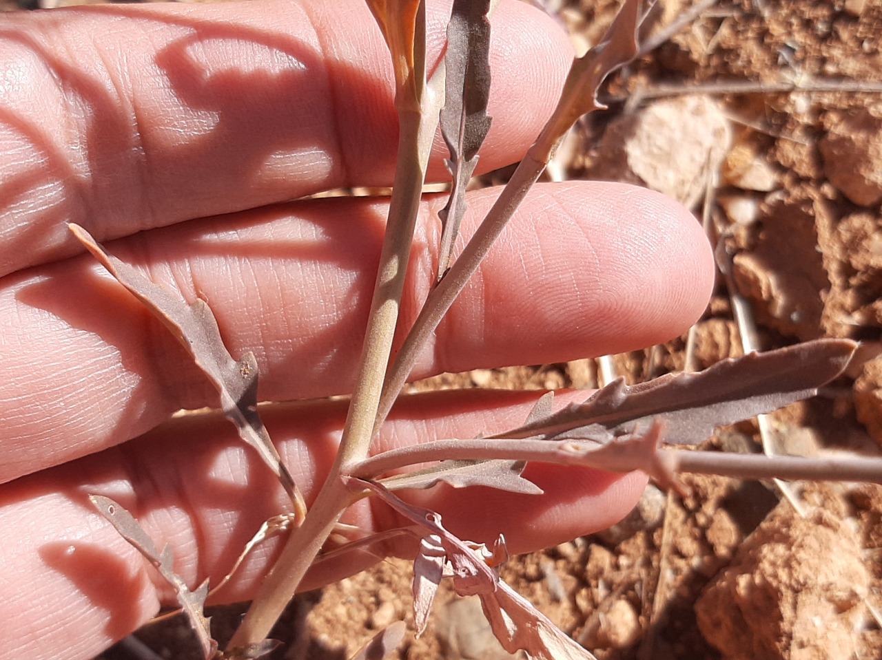 Diplotaxis tenuifolia