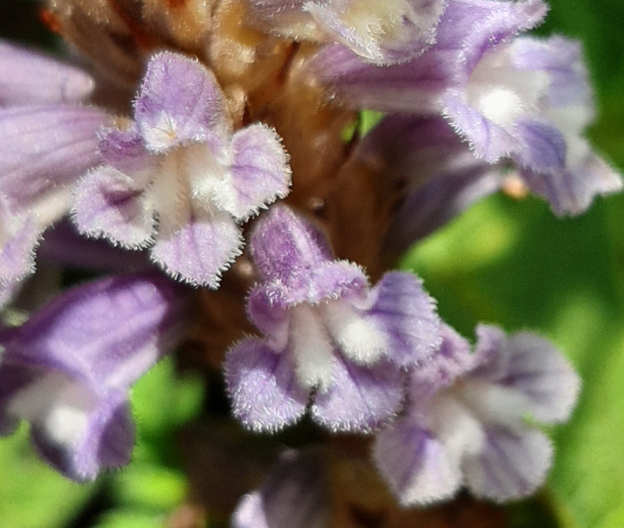 Orobanche ramosa