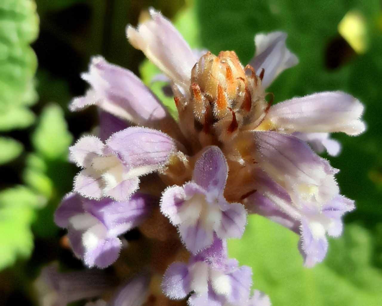 Orobanche ramosa