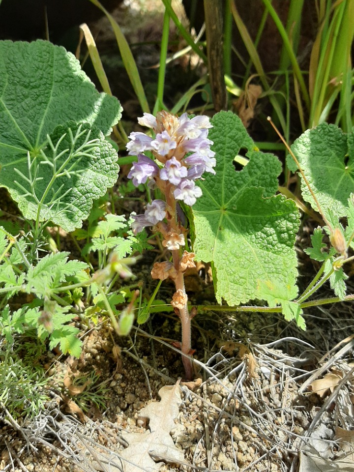 Orobanche ramosa