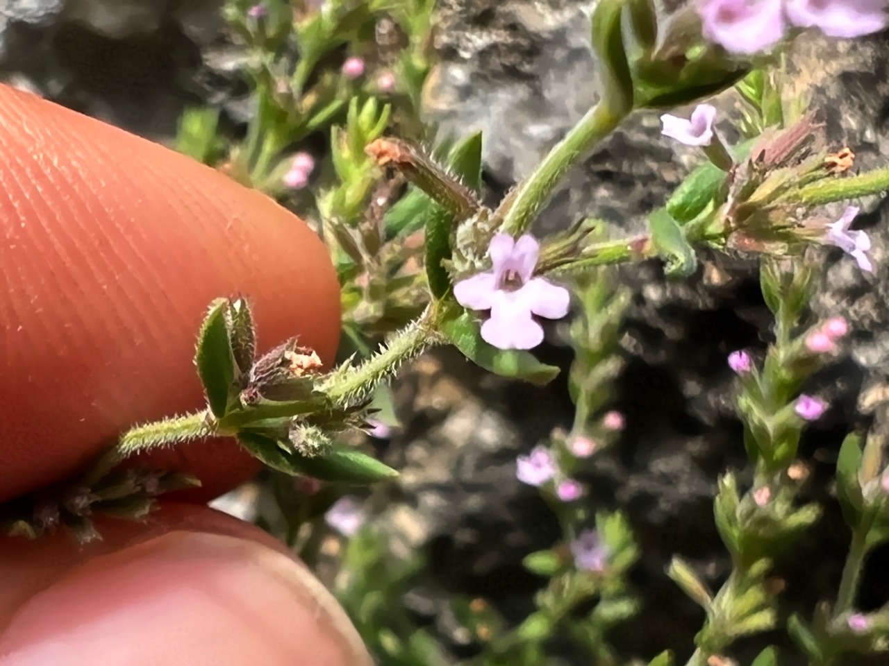 Micromeria cremnophila subsp. anatolica