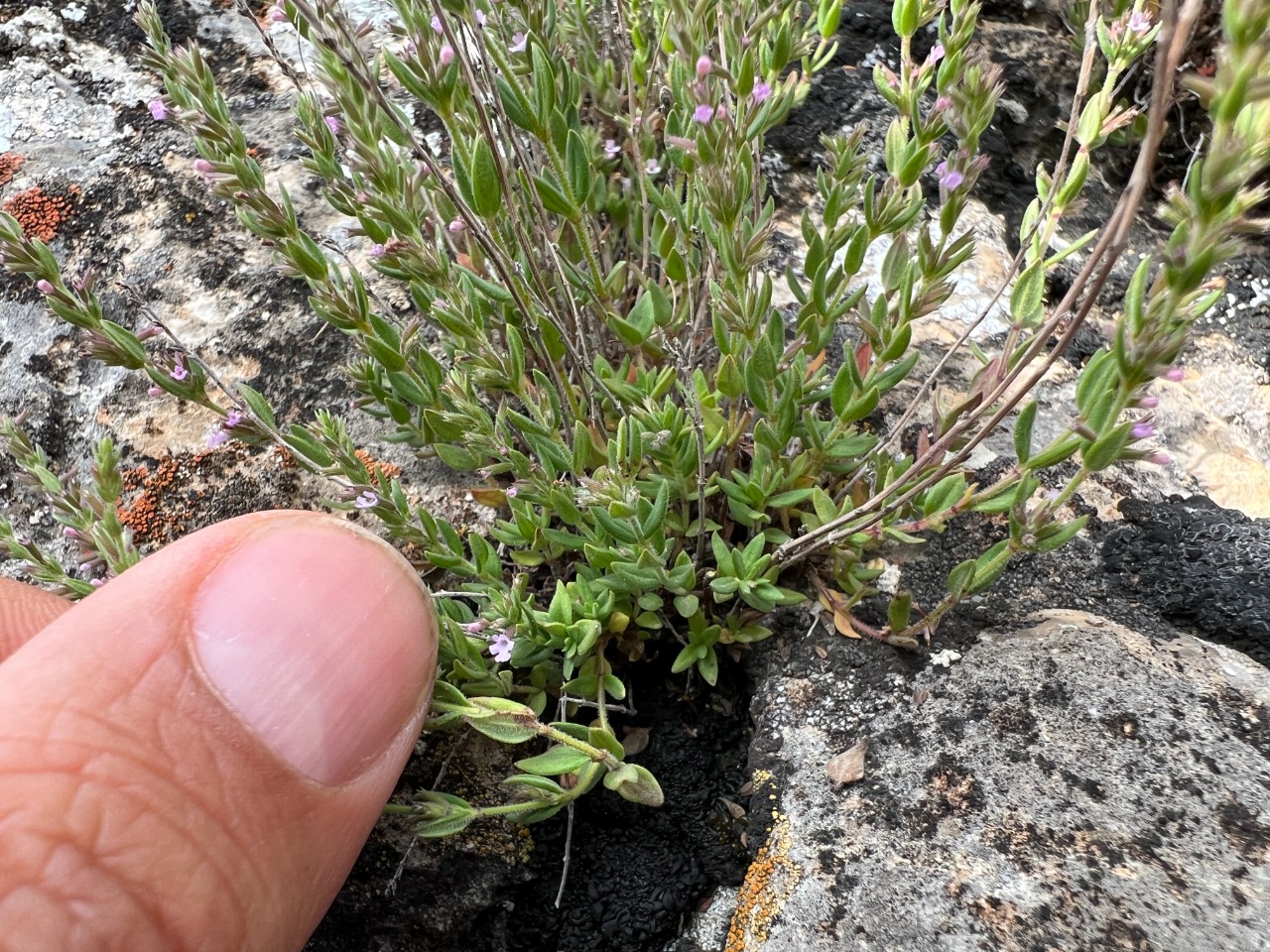 Micromeria cremnophila subsp. anatolica