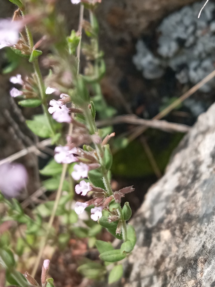 Micromeria cremnophila subsp. anatolica